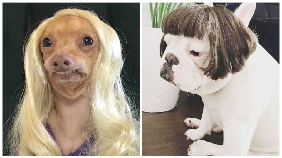 Psi v parukách